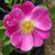 Biały  - Róże rabatowe floribunda - Haliday